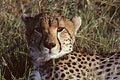  Guepard 