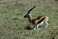  gazelle 