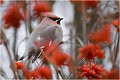  JASEUR BOREAL
OISEAUX
PHOTOGRAPHE NATURALISTE
PHOTOGRAPHIE de NATURE et de FAUNE SAUVAGE

Daniel TRINQUECOSTES
QUE NATURE VIVE 