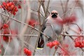  JASEUR BOREAL
OISEAUX
PHOTOGRAPHE NATURALISTE
PHOTOGRAPHIE de NATURE et de FAUNE SAUVAGE

Daniel TRINQUECOSTES
QUE NATURE VIVE 