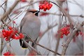  JASEUR BOREAL
OISEAUX
PHOTOGRAPHE NATURALISTE
PHOTOGRAPHIE de NATURE et de FAUNE SAUVAGE

Daniel TRINQUECOSTES
QUE NATURE VIVE 