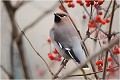  JASEUR BOREAL
OISEAUX
PHOTOGRAPHE NATURALISTE
PHOTOGRAPHIE de NATURE et de FAUNE SAUVAGE

Daniel TRINQUECOSTES
QUE NATURE VIVE 