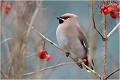  JASEUR BOREAL
OISEAUX
PHOTOGRAPHE NATURALISTE
PHOTOGRAPHIE de NATURE et de FAUNE SAUVAGE

Daniel TRINQUECOSTES
QUE NATURE VIVE 