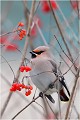  JASEUR BOREAL
OISEAUX
PHOTOGRAPHE NATURALISTE
PHOTOGRAPHIE de NATURE et de FAUNE SAUVAGE

Daniel TRINQUECOSTES
QUE NATURE VIVE 