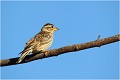 L'oiseau sur un perchoir Moineau soulcie 