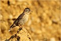 L'oiseau sur un perchoir tout près du nid moineau soulcie 