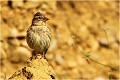 L'oiseau en attent à proximité du nid moineau soulcie 