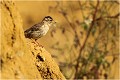 Dans son biotope moineau soulcie 