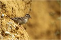 Aux aguets ..... Moineau soulcie 