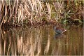  RALE D'EAU

Que nature vive 

Daniel TRINQUECOSTES 