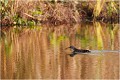  RALE D'EAU

Que nature vive 

Daniel TRINQUECOSTES 