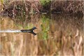  RALE D'EAU

Que nature vive 

Daniel TRINQUECOSTES 