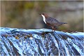 Sur la cascade cincle plongeur 