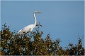 Echassier assez grand appartenant au groupe des ciconiiformes et à l'ordre des ardeidés ( échassiers volant le cou replié ). Elle apprécie les marécages à l'eau peu profonde, généralemnt avec roselières et entourés de végétation.C'est une trés grande aigrette dont le bec est franchement jaub=ne en dehors de la période de nidification. GRANDE AIGRETTE

Que nature vive 

Daniel TRINQUECOSTES 