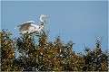  GRANDE AIGRETTE

Que nature vive 

Daniel TRINQUECOSTES 