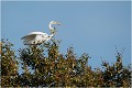  GRANDE AIGRETTE

Que nature vive 

Daniel TRINQUECOSTES 