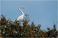  GRANDE AIGRETTE

Que nature vive 

Daniel TRINQUECOSTES 