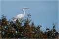  GRANDE AIGRETTE

Que nature vive 

Daniel TRINQUECOSTES 