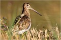 La bécassine des marais fait partie du groupe des CHARADRIIFORMES et appartient à la famille des SCOLOPACIDES !
Absolument !
C'est un LIMICOLE qui aime à fréquenter les eaux peu profondes et les vasières des marais, marécages, tourbières et prairies humides où elle trouve sa norriture en plantant son long bec dans le sol meuble. BECASSINE des MARAIS

Que nature vive 

Daniel TRINQUECOSTES 