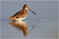  BECASSINE des MARAIS

Que nature vive 

Daniel TRINQUECOSTES 