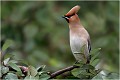 Voici maintenant une série de jseur boréal faite en 2006 sur des massifs de cotonéaster . Les jaseurs sont très friands de leurs baies . JASEUR BOREAL
OISEAUX
PHOTOGRAPHE NATURALISTE
PHOTOGRAPHIE de NATURE et de FAUNE SAUVAGE

Daniel TRINQUECOSTES
QUE NATURE VIVE 