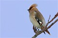  JASEUR BOREAL
OISEAUX
PHOTOGRAPHE NATURALISTE
PHOTOGRAPHIE de NATURE et de FAUNE SAUVAGE

Daniel TRINQUECOSTES
QUE NATURE VIVE 