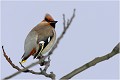  JASEUR BOREAL
OISEAUX
PHOTOGRAPHE NATURALISTE
PHOTOGRAPHIE de NATURE et de FAUNE SAUVAGE

Daniel TRINQUECOSTES
QUE NATURE VIVE 