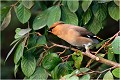  JASEUR BOREAL
OISEAUX
PHOTOGRAPHE NATURALISTE
PHOTOGRAPHIE de NATURE et de FAUNE SAUVAGE

Daniel TRINQUECOSTES
QUE NATURE VIVE 