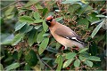  JASEUR BOREAL
OISEAUX
PHOTOGRAPHE NATURALISTE
PHOTOGRAPHIE de NATURE et de FAUNE SAUVAGE

Daniel TRINQUECOSTES
QUE NATURE VIVE 