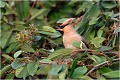  JASEUR BOREAL
OISEAUX
PHOTOGRAPHE NATURALISTE
PHOTOGRAPHIE de NATURE et de FAUNE SAUVAGE

Daniel TRINQUECOSTES
QUE NATURE VIVE 