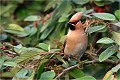  JASEUR BOREAL
OISEAUX
PHOTOGRAPHE NATURALISTE
PHOTOGRAPHIE de NATURE et de FAUNE SAUVAGE

Daniel TRINQUECOSTES
QUE NATURE VIVE 