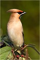  JASEUR BOREAL
OISEAUX
PHOTOGRAPHE NATURALISTE
PHOTOGRAPHIE de NATURE et de FAUNE SAUVAGE

Daniel TRINQUECOSTES
QUE NATURE VIVE 