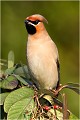  JASEUR BOREAL
OISEAUX
PHOTOGRAPHE NATURALISTE
PHOTOGRAPHIE de NATURE et de FAUNE SAUVAGE

Daniel TRINQUECOSTES
QUE NATURE VIVE 