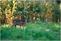 Bien à l' abri dans mon fossé , en ce mois de septembre 2011, j'attends patiemment que les cerfs dont j'ai connaissance veuillent bien mettre le nez dehors .....!
Hélas ce jour je devrais me contenter ( bien heureux quand même ) de chevrettes parfois accompagnées de leur faon . CHEVRETTE 