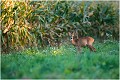  CHEVRETTE

FAON

Que nature vive 

Daniel TRINQUECOSTES 