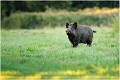 Toujours en ce mois de Septembre 2011, à l'affût en attendant les cerfs, c'est un sanglier qui à deux endroits différents se présente...... SANGLIER 