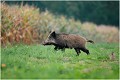 En traversant du bois au maïs ...on croise un faisan !
 SANGLIER 