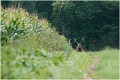 Pendant le brame les grands cerfs de la région sont en quête de biches .......rares en ce mois de septembre 2011 ! CERF ELAPHE 