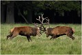  Brame Dyrehaven COMBAT de CERFS

Que nature vive 

Daniel TRINQUECOSTES 