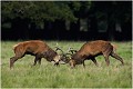  
Brame Dyrehaven COMBAT de CERFS

Que nature vive 

Daniel TRINQUECOSTES 