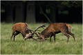  Brame Dyrehaven COMBAT de CERFS

Que nature vive 

Daniel TRINQUECOSTES 