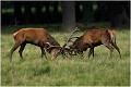  Brame dyrehaven COMBAT de CERFS

Que nature vive 

Daniel TRINQUECOSTES 