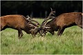  Brame Dyrehaven COMBAT de CERFS

Que nature vive 

Daniel TRINQUECOSTES 