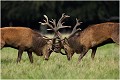  Brame Dyrehaven COMBAT de CERFS

Que nature vive 

Daniel TRINQUECOSTES 