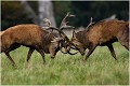 Vous pouvez observer sur cette image , que sous la violence de l'impact le cerf de gauche a le dos et les reins qui se soulèvent en essayant de résister à la pression ; Brame Dyrehaven COMBAT de CERFS

Que nature vive 

Daniel TRINQUECOSTES 