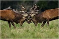  Brame Dyrehaven COMBAT de CERFS

Que nature vive

Daniel TRINQUECOSTES 