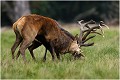  Brame Dyrehaven COMBAT de CERFS

Que nature vive 

Daniel TRINQUECOSTES 