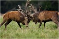  Brame Dyrehaven COMBAT de CERFS

Que nature vive 

Daniel TRINQUECOSTES 