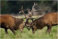  Brame Dyrehaven  COMBAT de CERFS

Que nature vive 

Daniel TRINQUECOSTES 