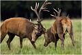  
Brame Dyrehaven COMBAT de CERFS

Que nature vive 

Daniel TRINQUECOSTES 